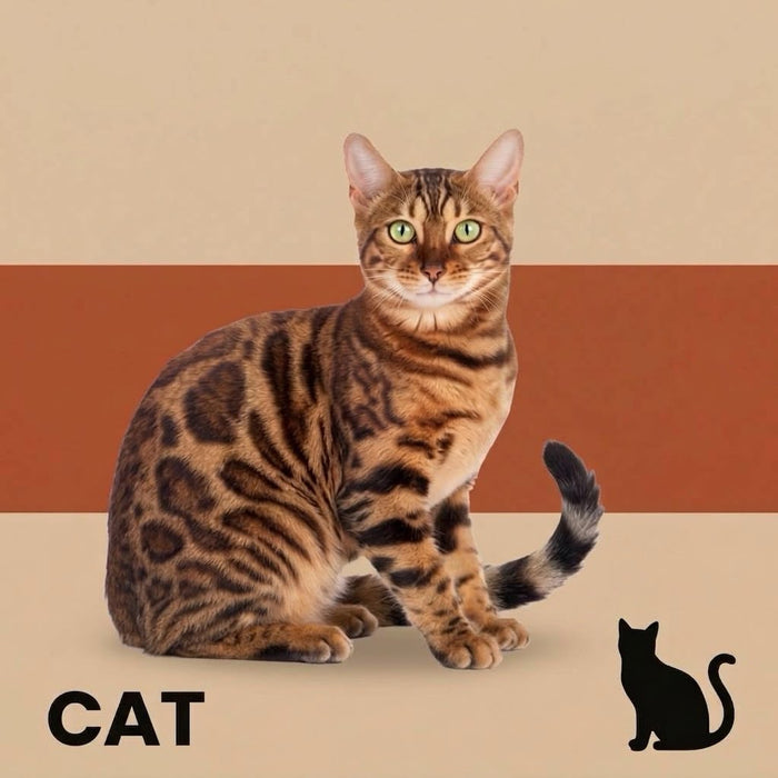 Bengal cat sitting upright