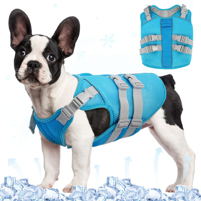 A French bulldog wearing the blue cooling vest
