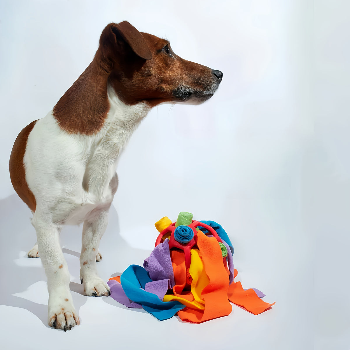 Dog nosing treats out of the snuffle ball