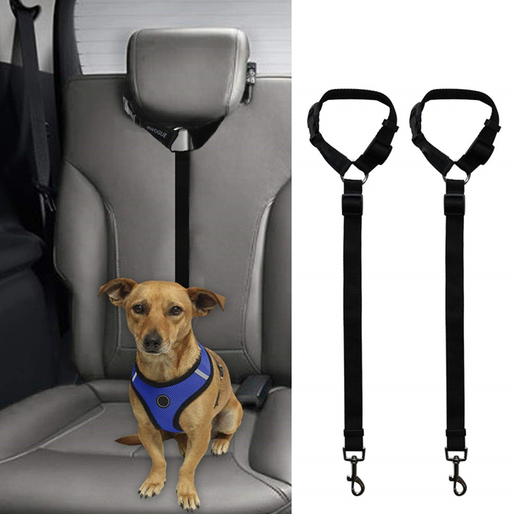 Car seat belt tether in use with a dog on the back seat