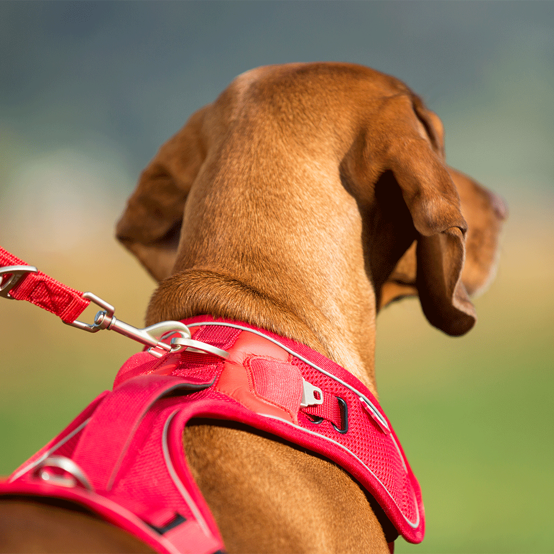 Curli Belka Air Mesh Harness For Larger Dogs