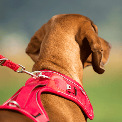 Curli Belka Air Mesh Harness For Larger Dogs