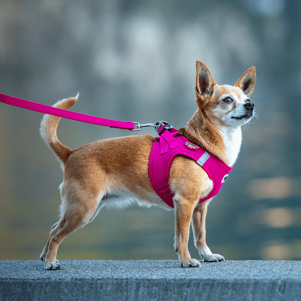 Curli Clasp Air Mesh Harness For Smaller Dogs