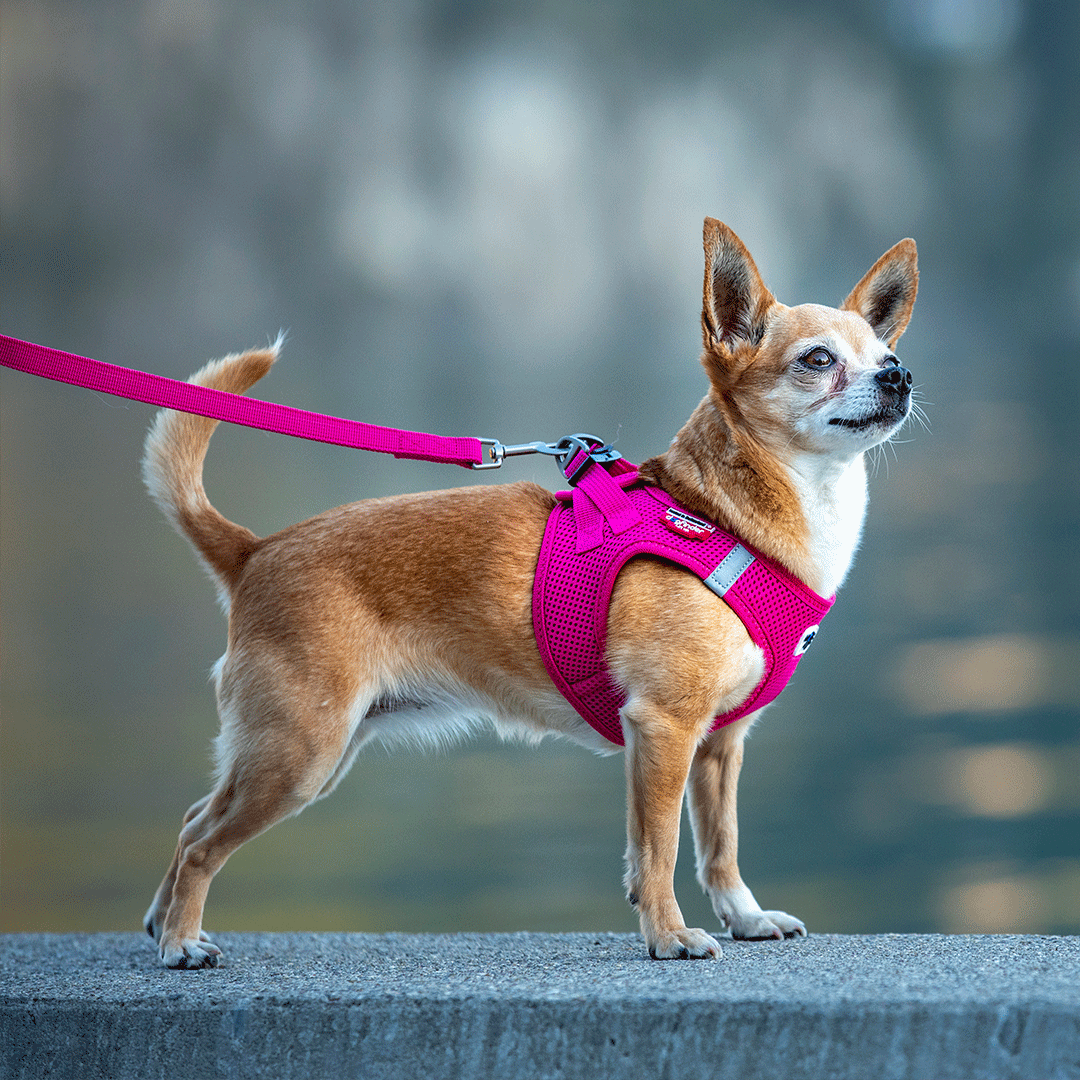 Curli Clasp Air Mesh Harness For Smaller Dogs