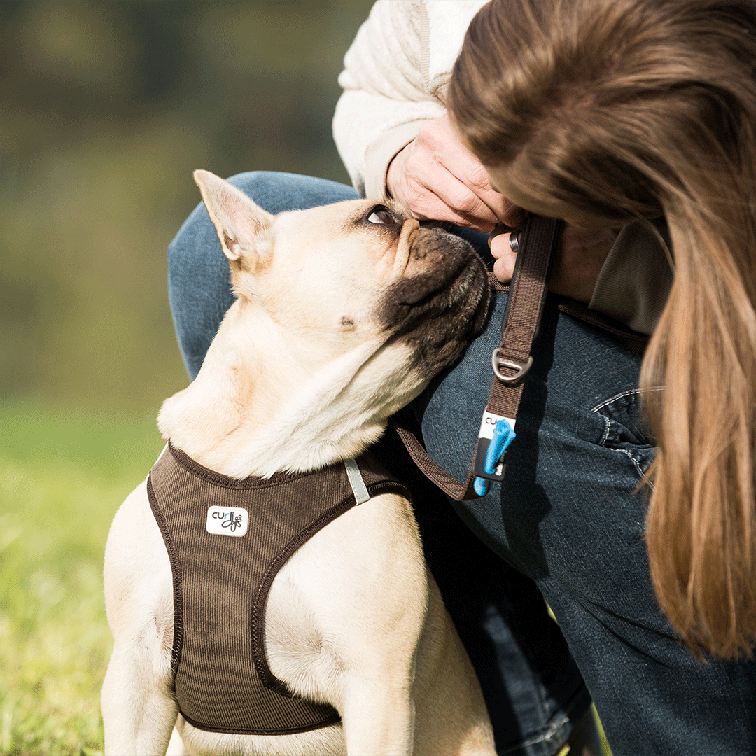 Curli Clasp Air Mesh Harness For Smaller Dogs