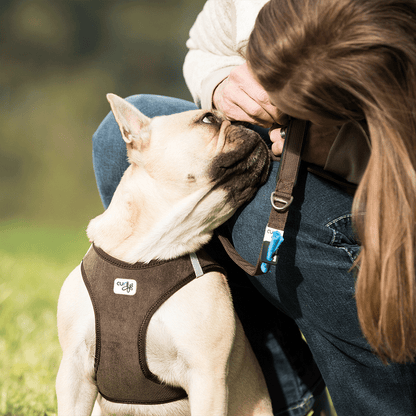 Curli Clasp Air Mesh Harness For Smaller Dogs
