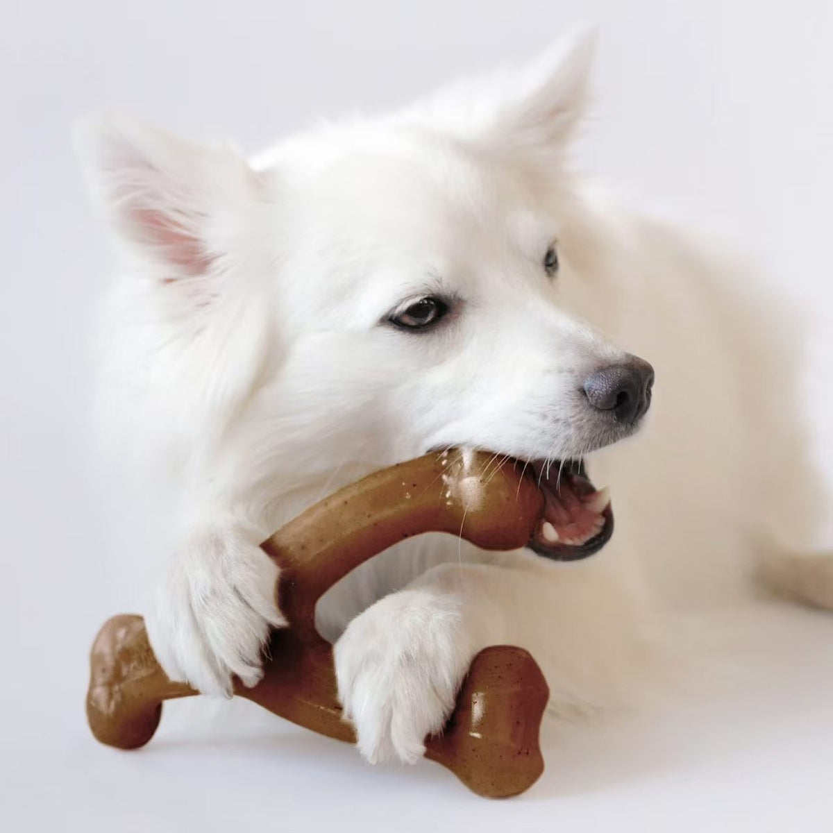 Chew toy held by a large dog