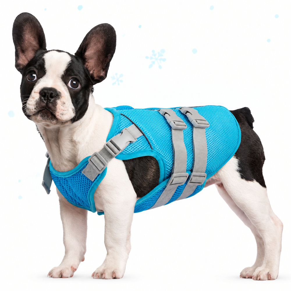 A French bulldog wearing the blue cooling vest, side view with adjustable grey straps