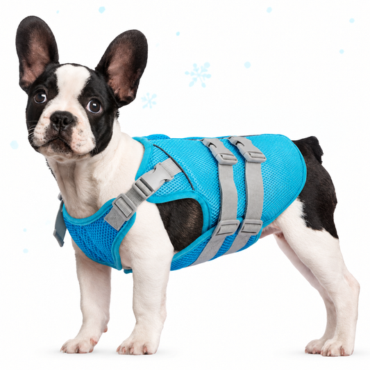 A French bulldog wearing the blue cooling vest, side view with adjustable grey straps